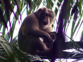 Bangladesh wildlife holiday
