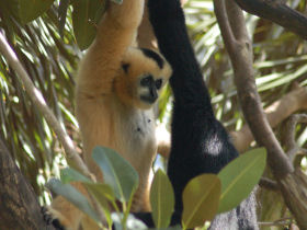 Bangladesh wildlife holiday