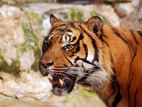 Bangladesh wildlife holiday