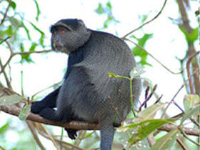 Primate tour in Rwanda and Uganda