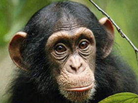 Primate tour in Rwanda and Uganda