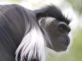 Primate tour in Rwanda and Uganda