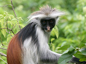 Primate tour in Rwanda and Uganda