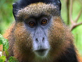 Primate tour in Rwanda and Uganda