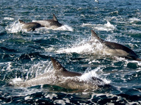 Blue whale watching tours in Sri Lanka
