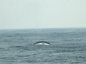 Blue whale watching tours in Sri Lanka