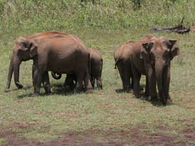 Elephants spotted at Periyar Wildlife Sanctuary