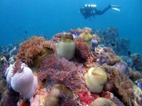 Scuba diving conservation in Malaysia