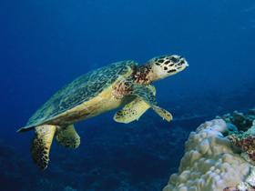 Scuba diving conservation in Malaysia