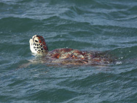 Mauritius marine research project