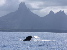 Mauritius marine research project