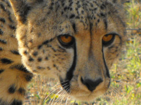 Predator conservation project in South Africa