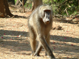 Botswana wildlife conservation