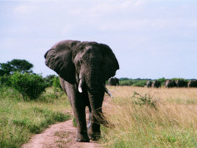 Botswana wildlife conservation