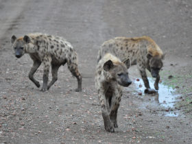 Botswana wildlife conservation