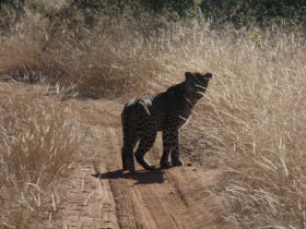 Botswana wildlife conservation