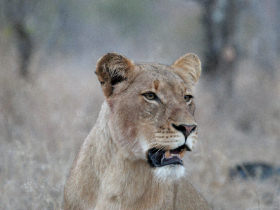 Botswana wildlife conservation