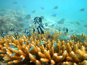 Maldives marine conservation project