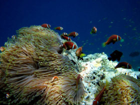 Maldives marine conservation project
