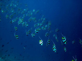 Maldives marine conservation project