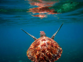 Maldives marine conservation project