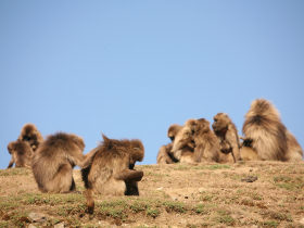 Simien Mountains trekking tour, Ethiopia