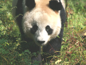 Volunteer with pandas in China
