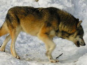 Lynx & wolf conservation volunteer holiday in Slovakia