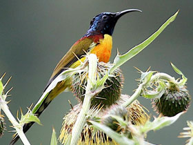 Bhutan bird watching holiday