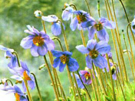 Bhutan botany holiday
