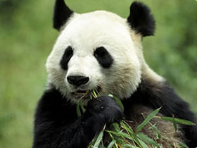 Panda conservation holiday in China