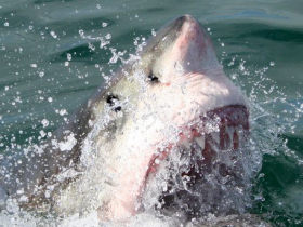 Great White shark monitoring in South Africa