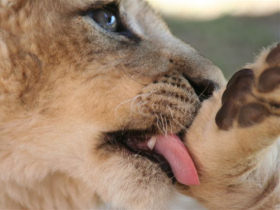 Ranger training in South Africa