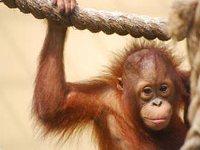 Orangutan conservation tour in Malaysia