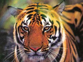 Wildlife photography holiday in India