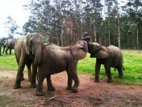 Volunteer with elephants in South Africa