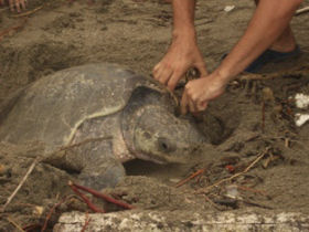 Volunteer with turtles in Costa Rica