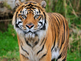 Tiger safari in India
