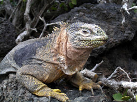 Galapagos activity holiday
