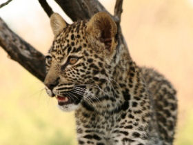 Predator conservation in South Africa
