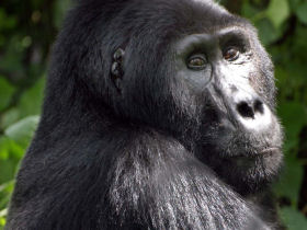 Mountain gorilla project in Uganda