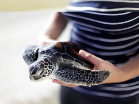Wildlife conservation in Sri Lanka and the Maldives