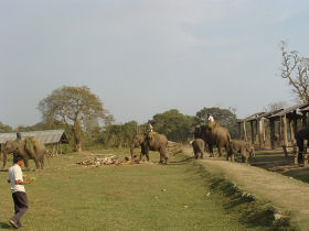Environmental volunteering in Nepal