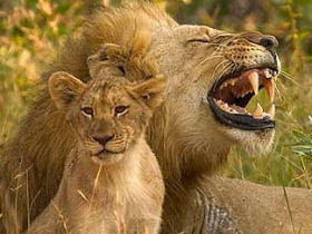 Lion research project in South Africa