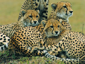 Namibia family safari, cheetahs and dunes