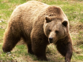 Bear tracking walking holiday in Slovakia