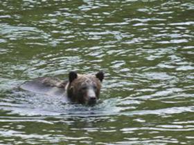 Kodiak bear tracking tour in Alaska
