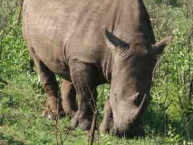 Rhino Capture on a game reserve in South Africa