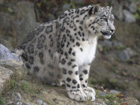 Snow Leopard tracking in the Himalayas