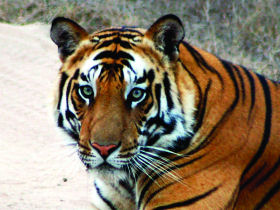 Tigers safaris in India
